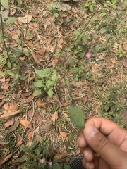 Cyanthillium cinereum