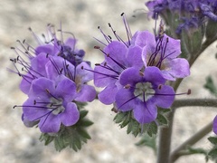 Phacelia crenulata