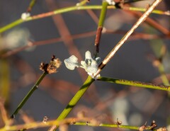 Eriogonum deserticola