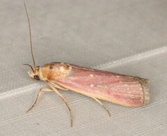 Epicrocis laticostella