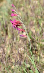 Gladiolus dubius