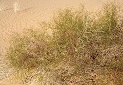 Eriogonum deserticola