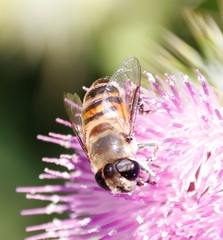 Phytomia incisa