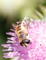 Phytomia incisa
