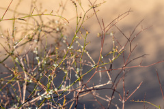Eriogonum deserticola