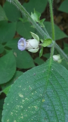 Strobilanthes heyneana