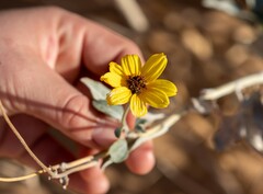 Helianthus niveus tephrodes
