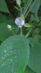 Strobilanthes heyneana