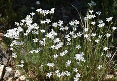 Linum suffruticosum
