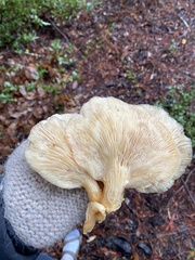Pleurotus ostreatus