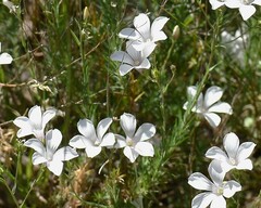 Linum suffruticosum