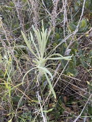 Pseudognaphalium beneolens