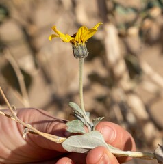 Helianthus niveus tephrodes