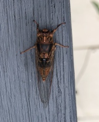 Birrima varians