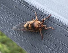 Birrima varians