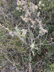 Pseudognaphalium beneolens