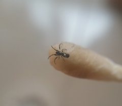 Cyclosa bulla