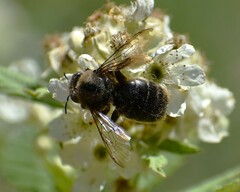 Xylocopa cantabrita