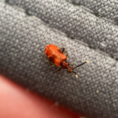 Lemodes coccinea