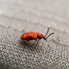 Lemodes coccinea
