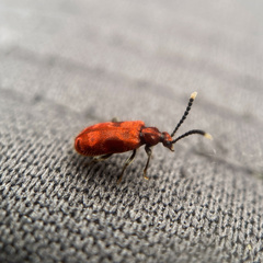 Lemodes coccinea