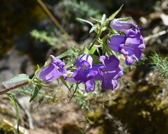 Campanula medium