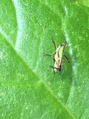 Scaria