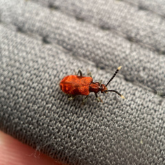 Lemodes coccinea