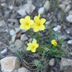 Linum campanulatum