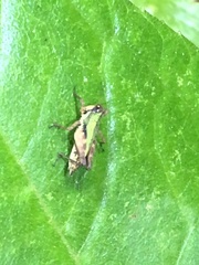 Scaria