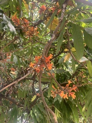 Saraca asoca