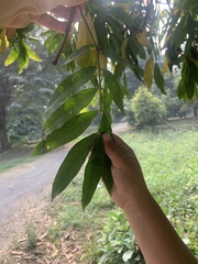 Saraca asoca