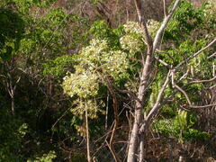 Steganotaenia araliacea