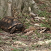 Brazilian Giant Tortoise - Photo (c) Laurent Barthe, some rights reserved (CC BY-NC), uploaded by Laurent Barthe