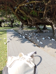 Columba livia domestica