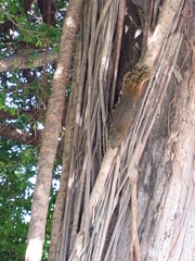 Callosciurus erythraeus thaiwanensis