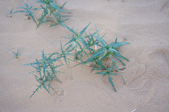 Dicoria canescens
