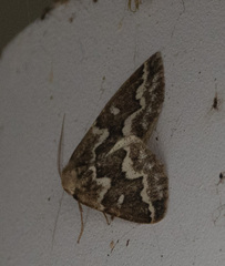 Caripeta divisata