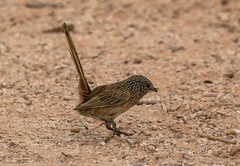 Amytornis textilis