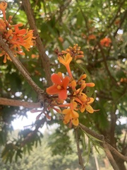 Saraca asoca