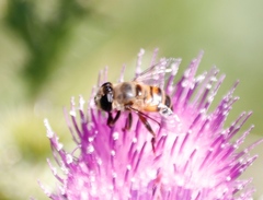 Phytomia incisa