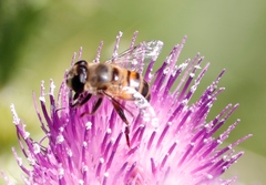 Phytomia incisa