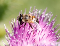 Phytomia incisa