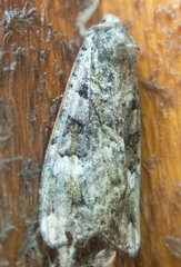 Anaplectoides prasina