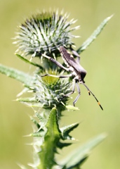 Anoplocnemis
