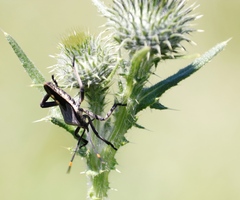 Anoplocnemis