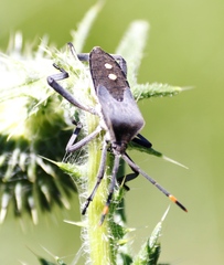 Anoplocnemis