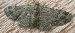 Pasiphila rectangulata