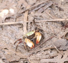 Parasesarma erythodactylum