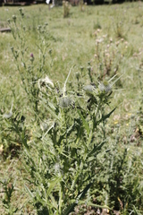 Anoplocnemis